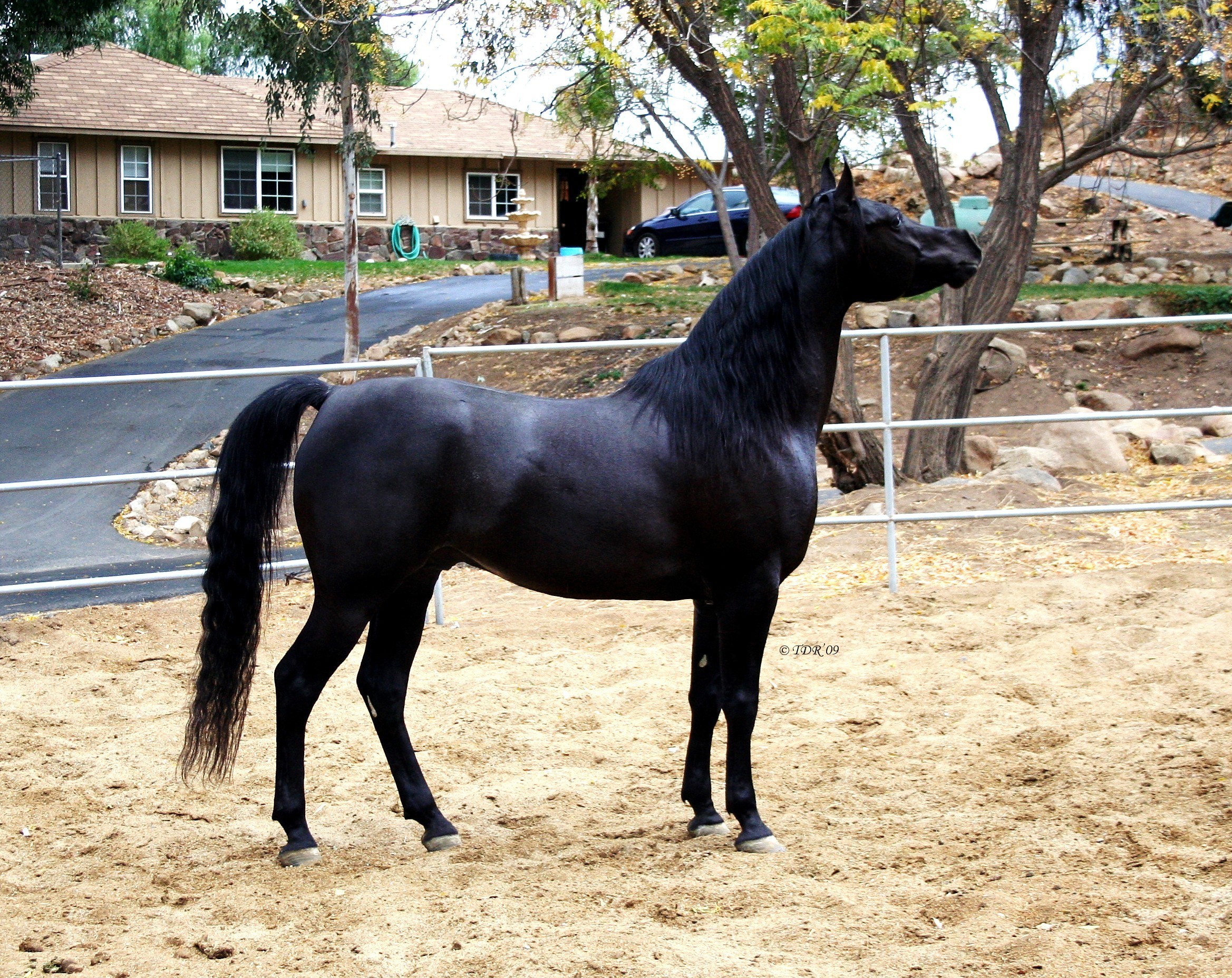 black horse in a paddock