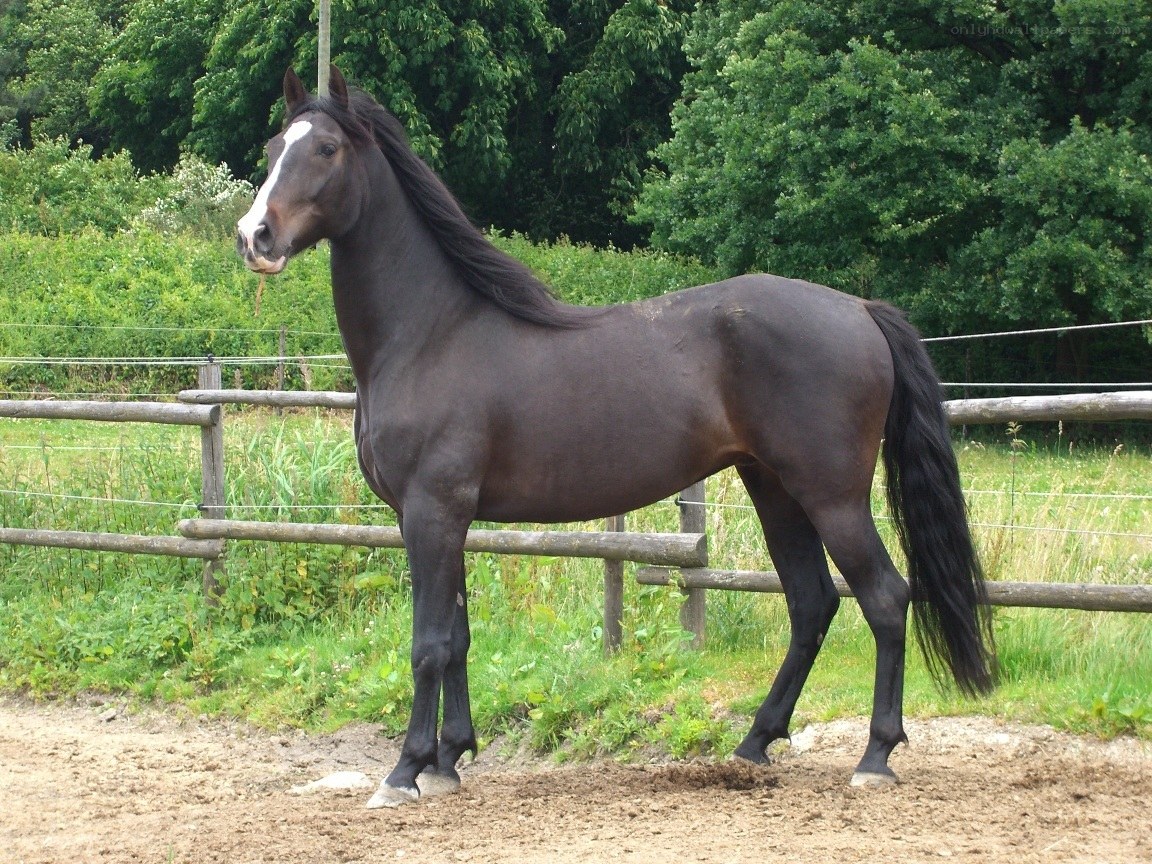 black horse in a paddock