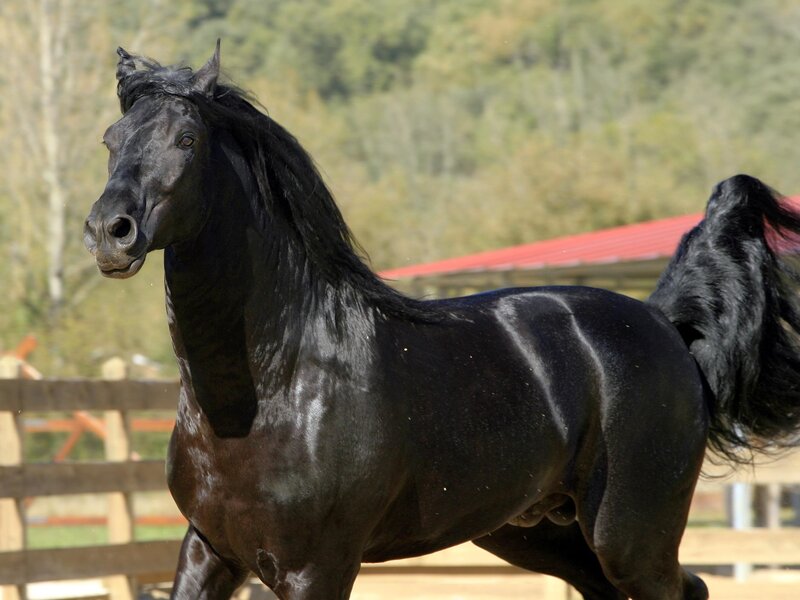 black horse in a paddock