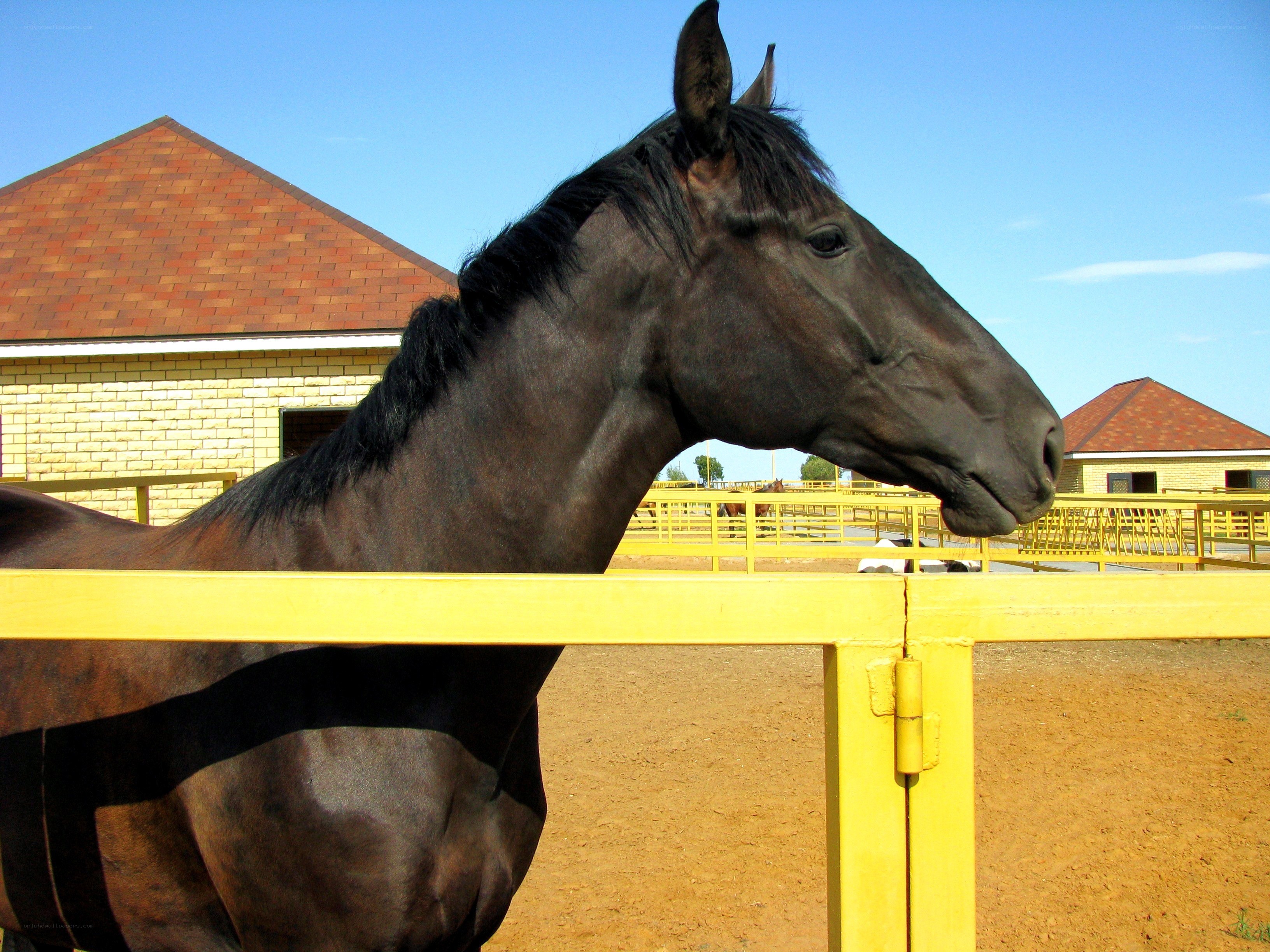 black horse in a paddock
