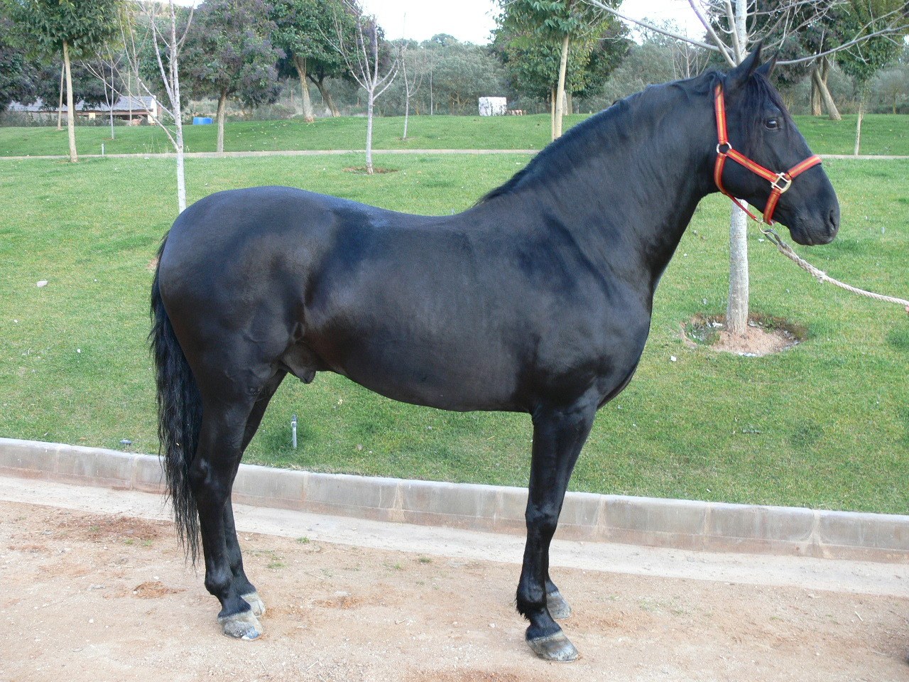 black horse in a park