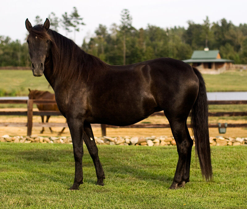 black horse in a pasture