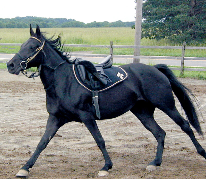 black horse in a riding arena