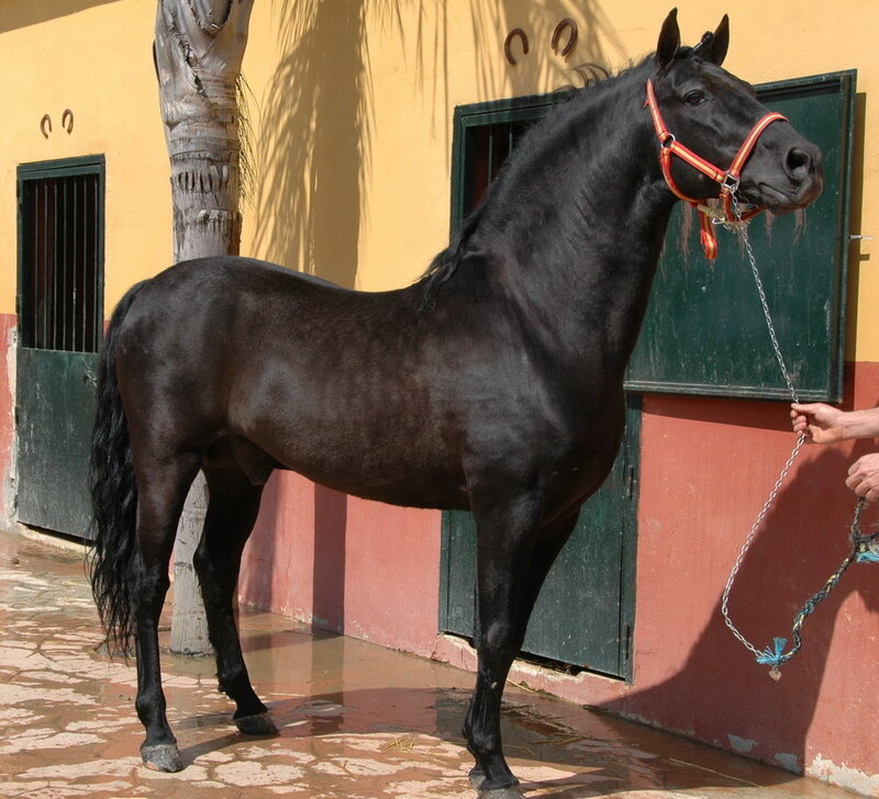 black horse in a stable