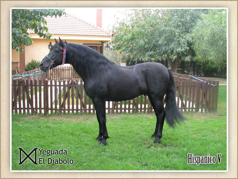 Black horse in a yard