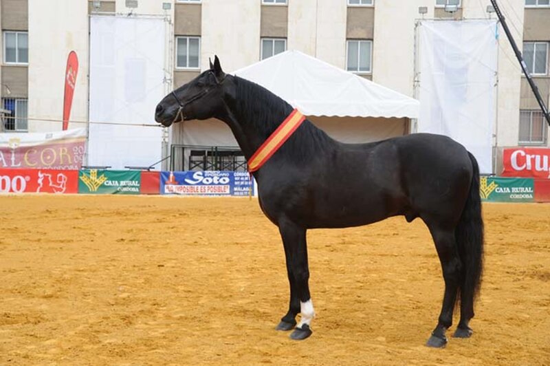 Black Horse in Arena