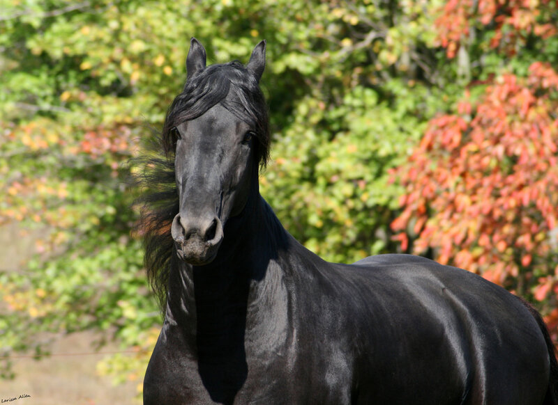 Black Horse in Autumn — Calm