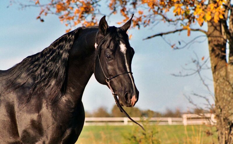 black horse in autumn field