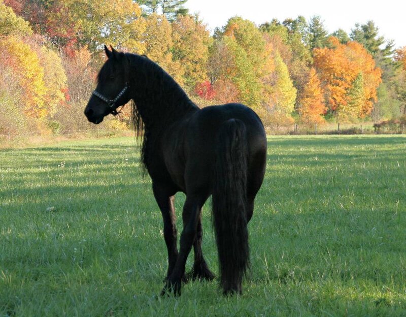 Black horse in autumn field