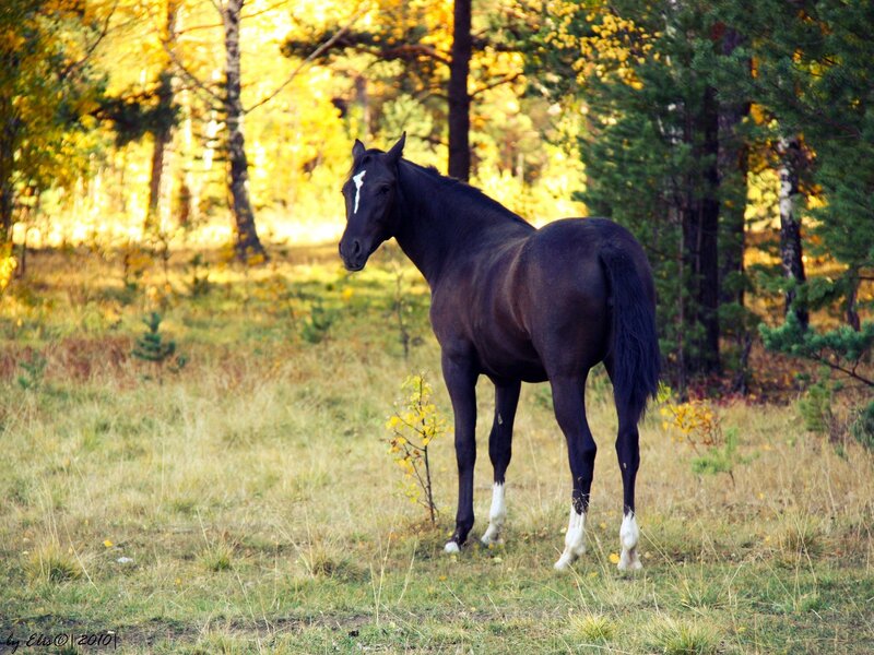 Black horse in autumn forest