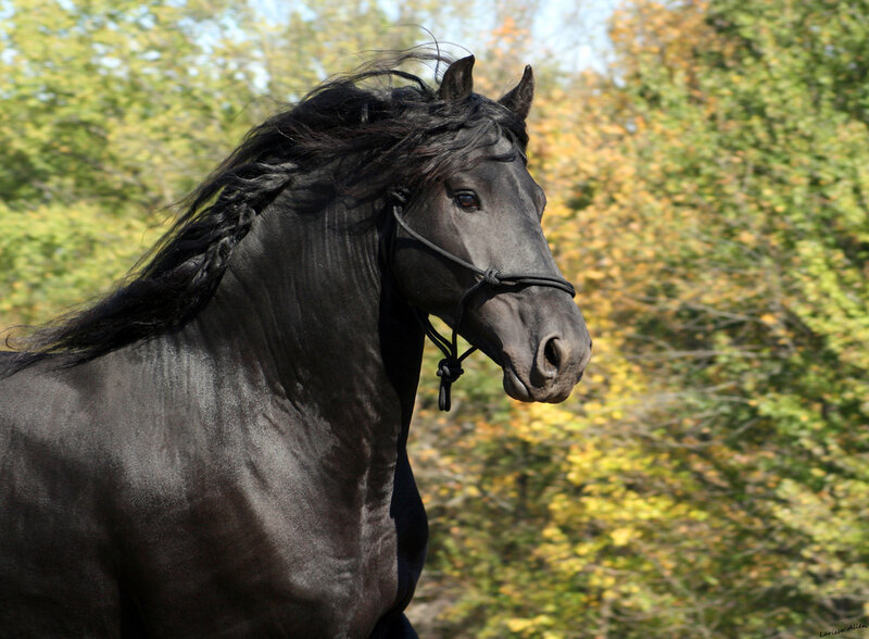 black horse in autumn forest