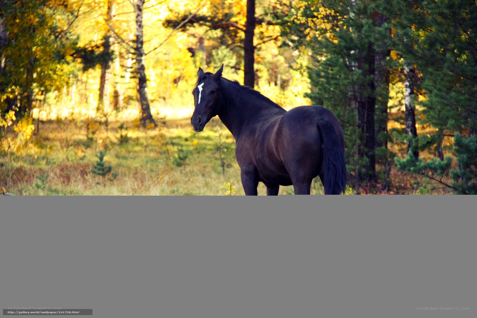 Black horse in autumn forest