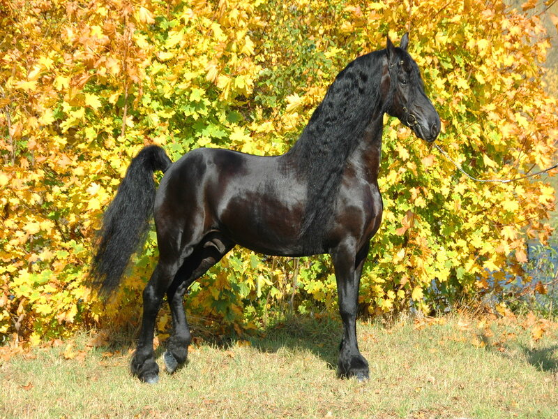 Black Horse in Autumn — Serene