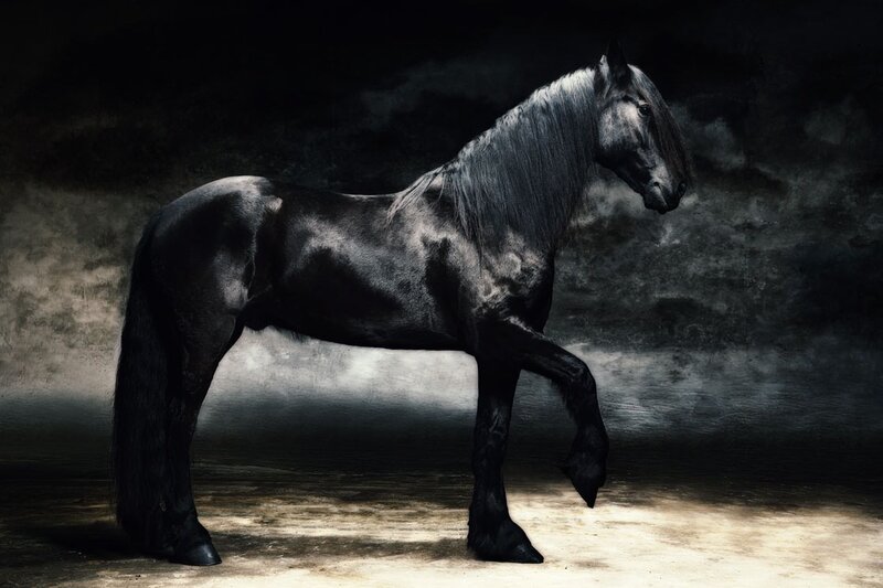 black horse in dramatic lighting