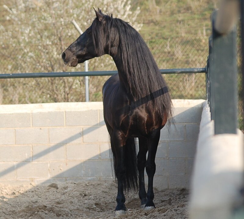 Black Horse in Enclosure — Calm