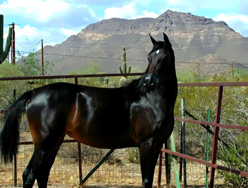 Black Horse in Enclosure