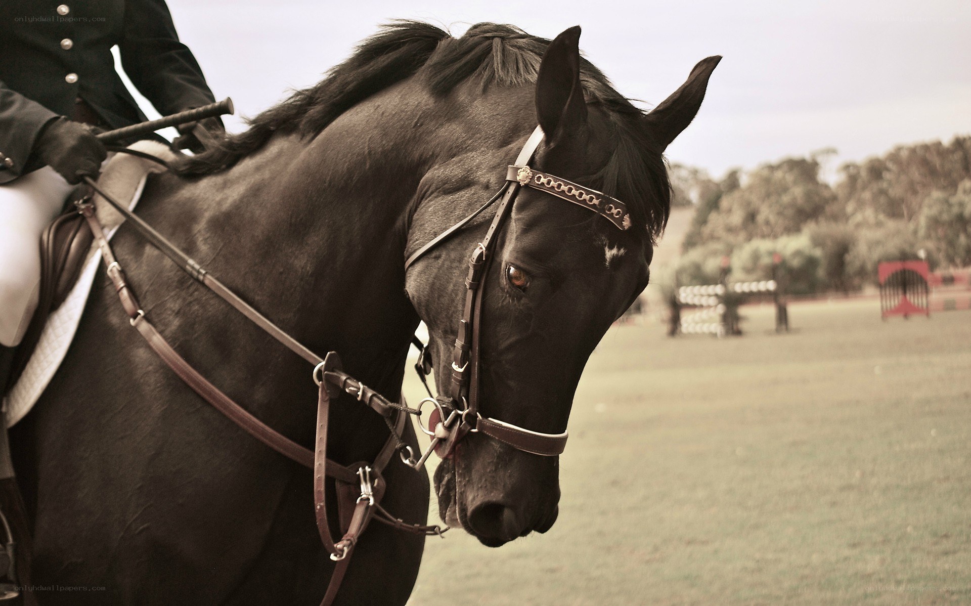 black horse in equestrian competition