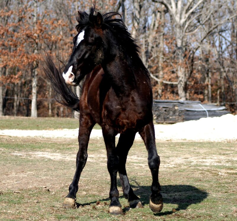 Black Horse in Field — Brown, Active