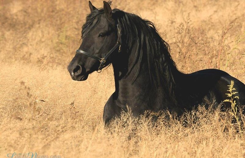 Black Horse in Field — Brown, Calm, Afternoon