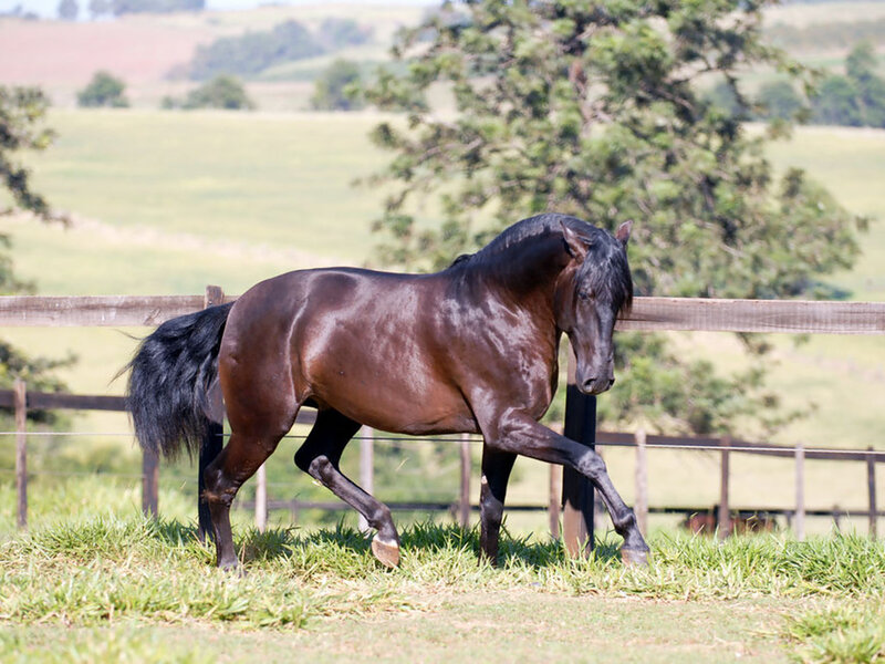 Black Horse in Field — Brown, Calm