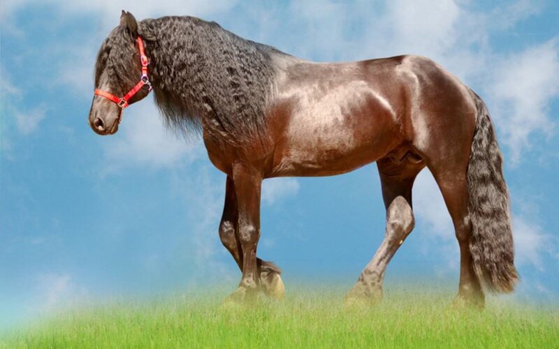 Black Horse in Field — Brown, Serene, Afternoon