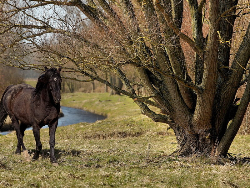 Black Horse in Field — Brown, Serene, Spring