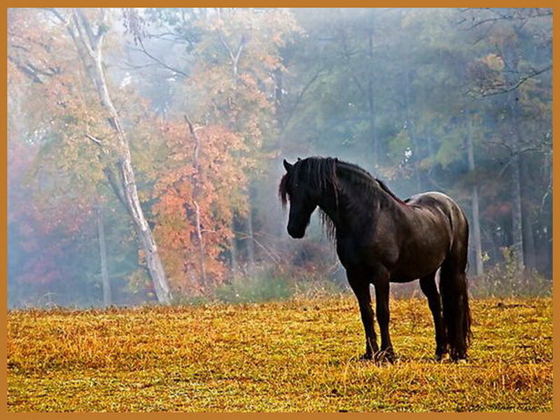 Black Horse in Field — Brown