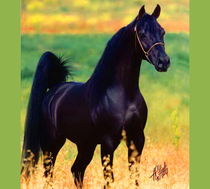 Black Horse in Field — Calm, Afternoon, Photograph, Grass, Sky
