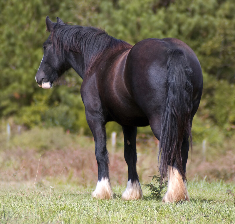 Black Horse in Field — Calm, Afternoon, Photograph, Grass