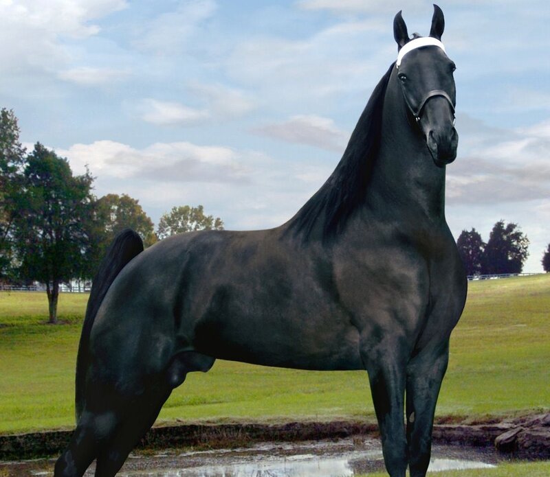 Black Horse in Field — Calm, Afternoon, Photograph, Grass, Trees, Sky