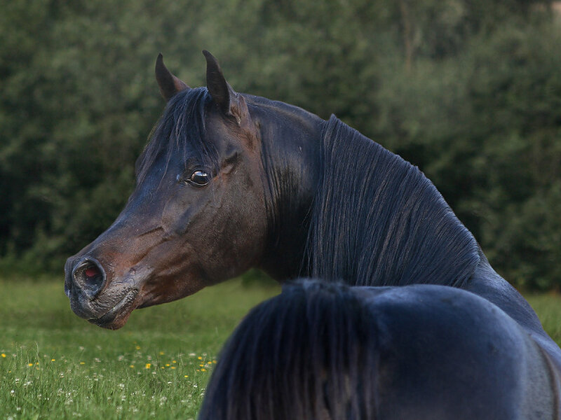 Black Horse in Field — Calm, Afternoon, Photograph, Grass, Trees