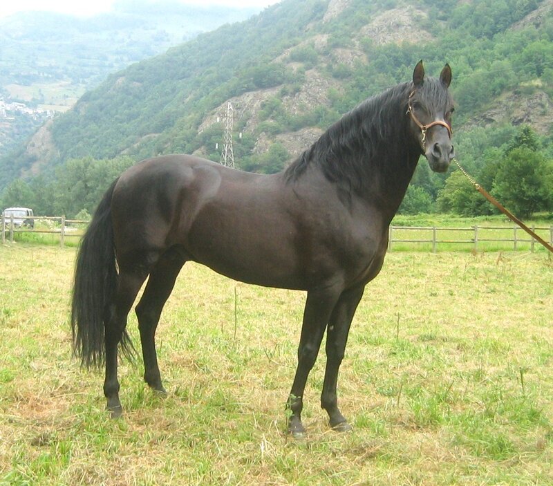 Black Horse in Field — Calm, Afternoon, Photograph, Mountain