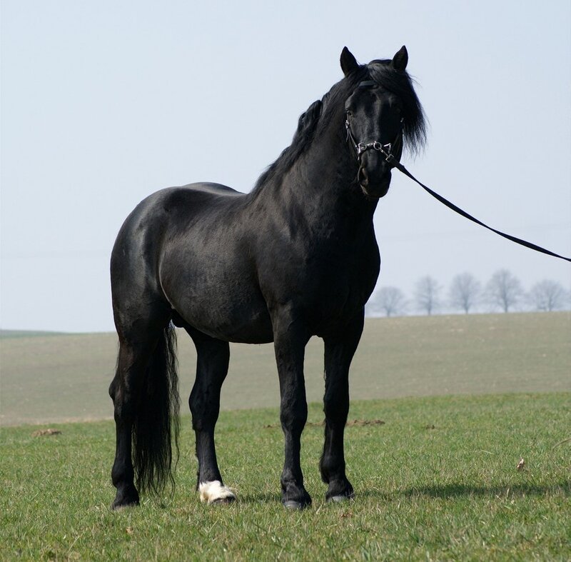Black Horse in Field — Calm, Afternoon, Photograph, Sky