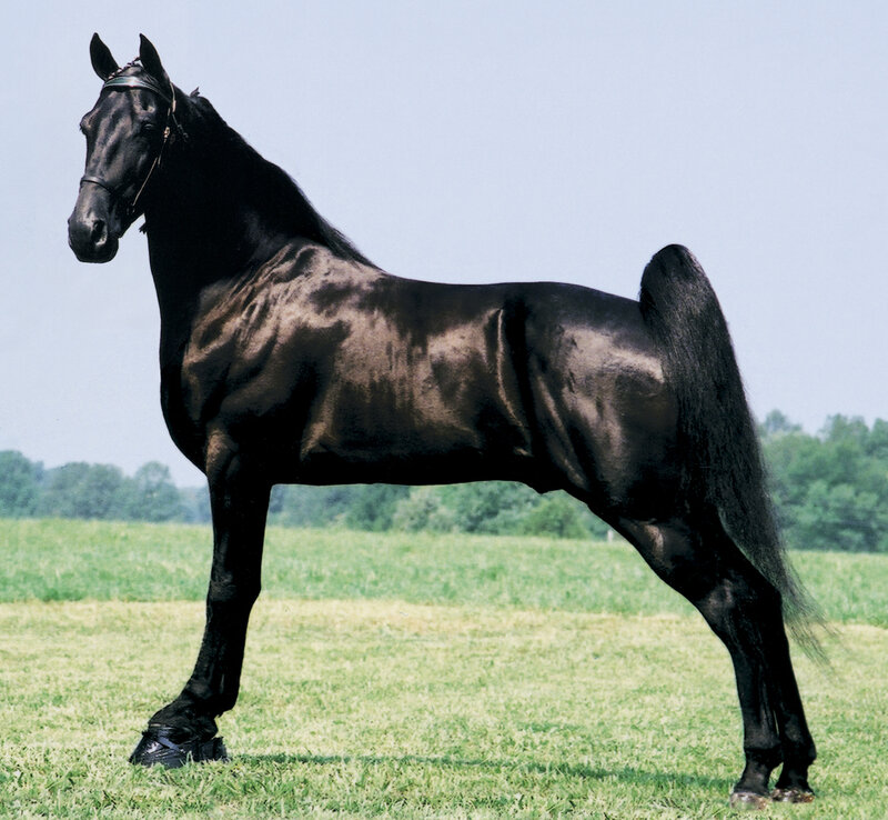 Black Horse in Field — Calm, Afternoon, Photograph, Sky, Trees
