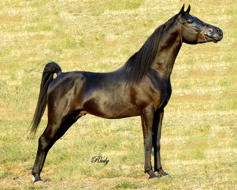 Black Horse in Field — Calm, Afternoon, Photograph