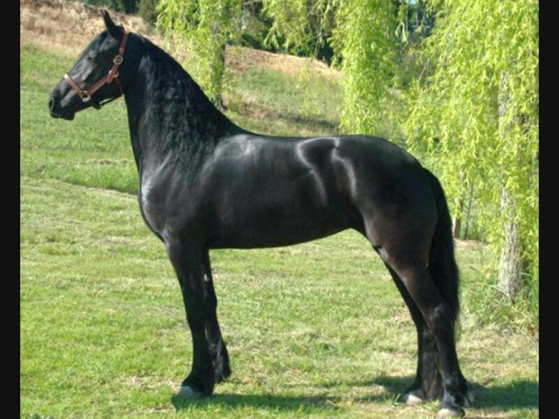 Black Horse in Field — Calm, Afternoon