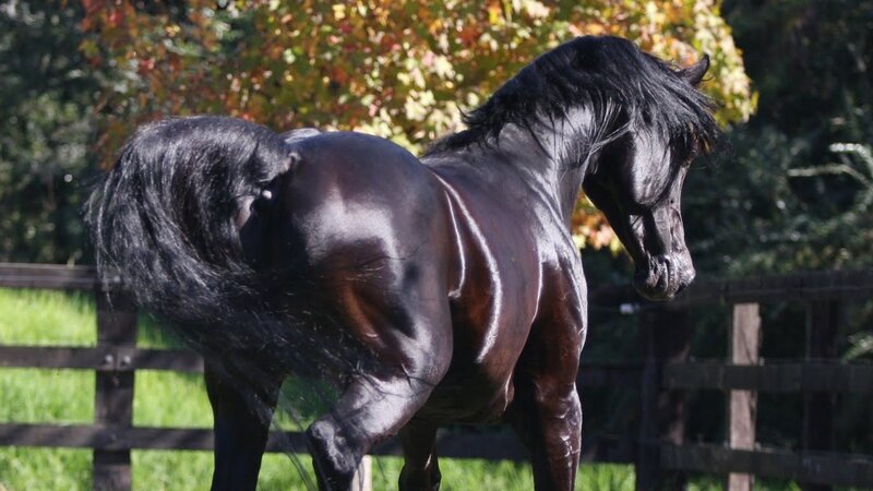 Black Horse in Field — Calm, Autumn