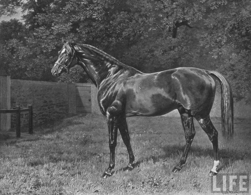 Black Horse in Field — Calm, Photograph, Grass