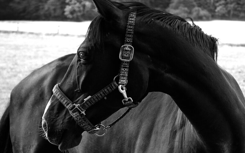 Black Horse in Field — Calm, Photograph