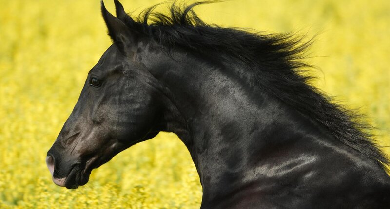 Black Horse in Field — Calm, Summer, Photograph, Flowers