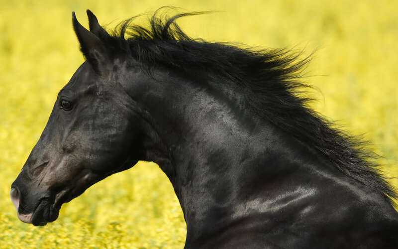 Black Horse in Field — Calm, Summer, Photograph, Grass
