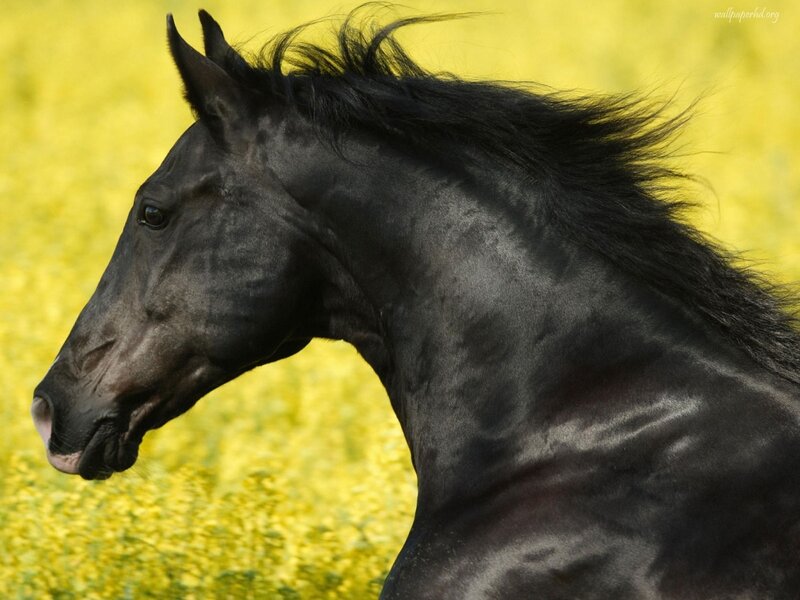 Black Horse in Field — Calm, Summer