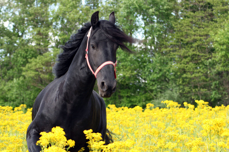 Black Horse in Field — Calm