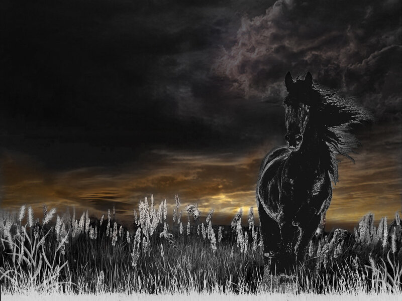 Black Horse in Field — Dramatic
