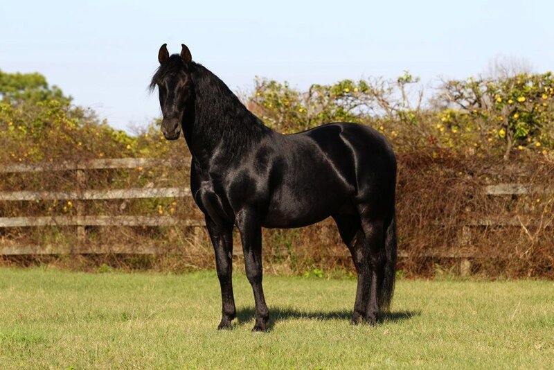 Black Horse in Field — Green, Calm, Afternoon, Photograph, Grass