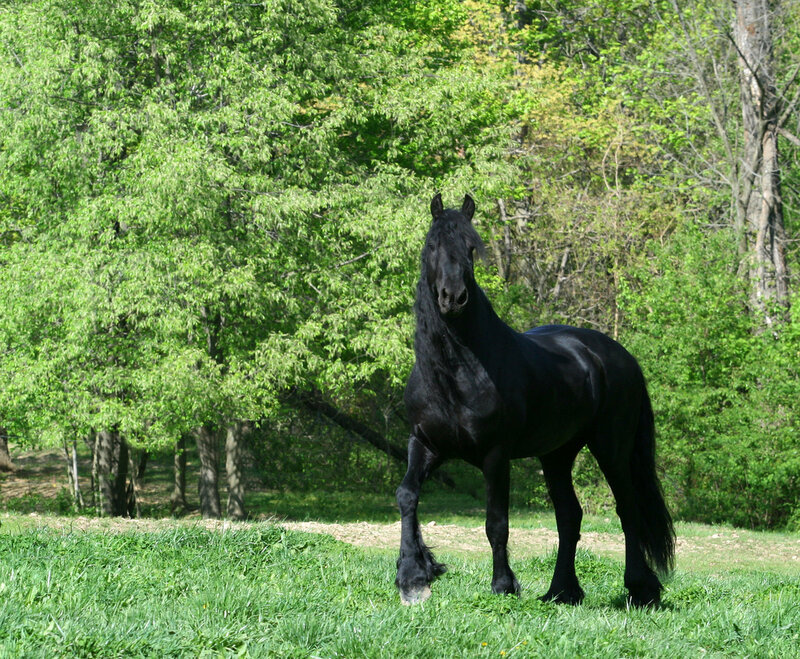 Black Horse in Field — Green, Calm, Spring
