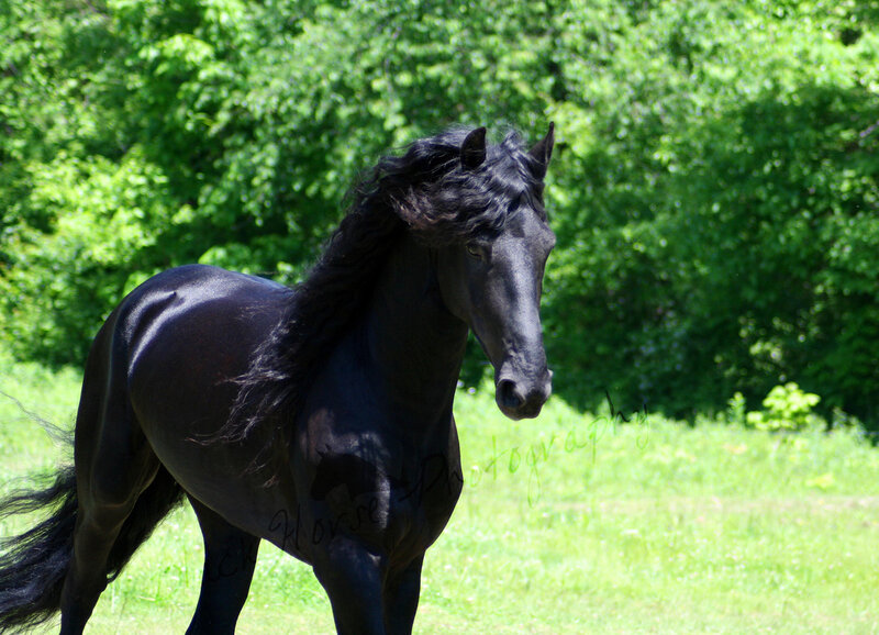 Black Horse in Field — Green, Calm, Summer