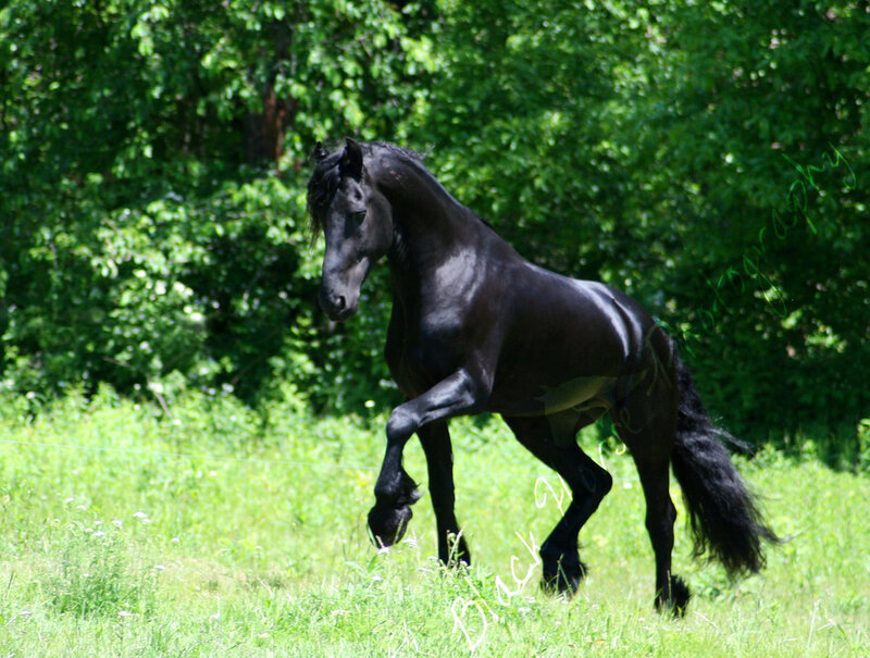 Black Horse in Field — Green, Calm