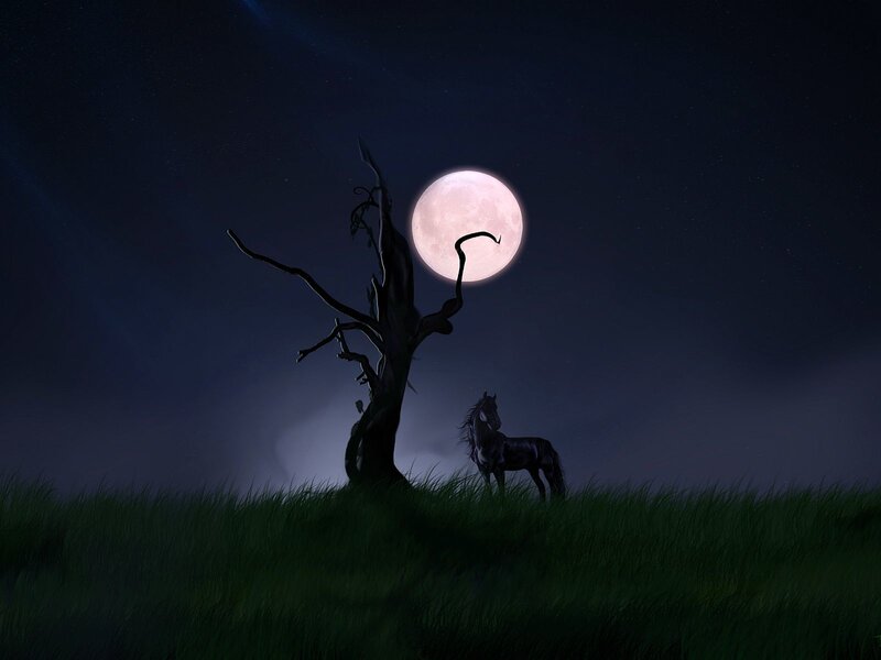 Black Horse in Field — Green, Dramatic