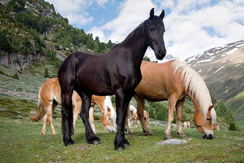 Black Horse in Field — Green, Serene, Afternoon, Photograph